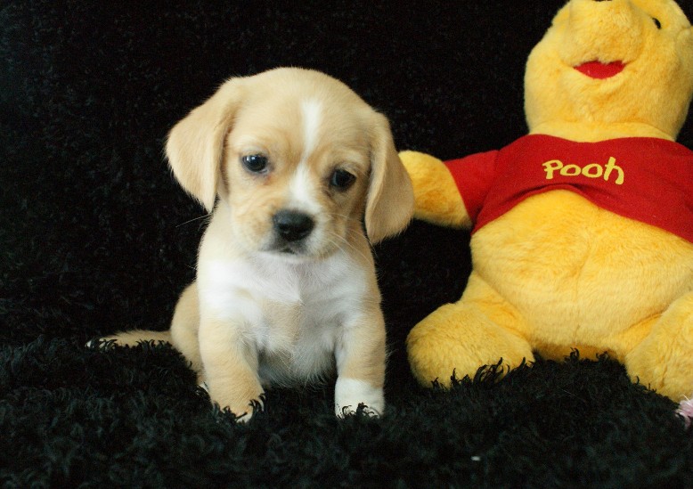 Jenny Peagle Rockin R Puppies